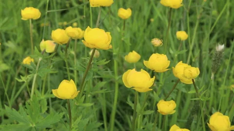 Yellow Trollius. Globeflower or globe flower Stock Footage 132132865