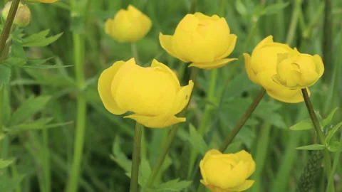 Yellow Trollius. Globeflower or globe flower Stock Footage 132132901