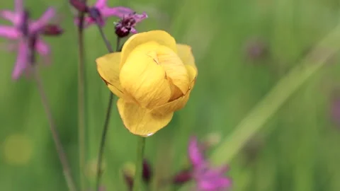 Yellow Trollius. Globeflower or globe flower Stock Footage 167254854