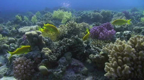 Yellow Tropical fish with Eel Stock Footage 737357