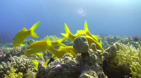 Yellow Tropical fish Stock Footage 736986