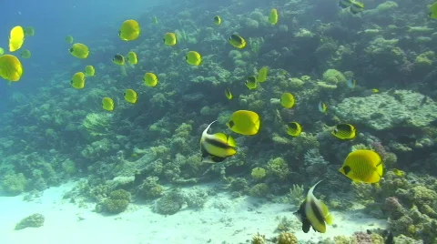 Yellow Tropical fish Video stock 737361