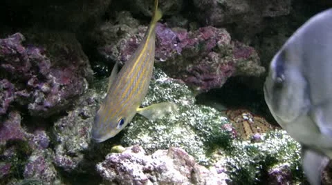 Yellow tropical fish Stock Footage 22141957