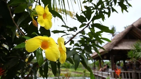 Yellow tropical flowers on the tree Stock Footage 74851615