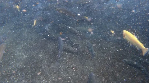 Yellow Trout Stock Footage 119469255