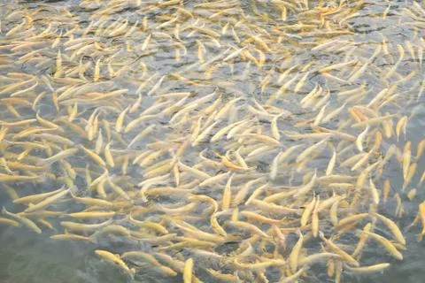 Yellow trout. Stock Photos