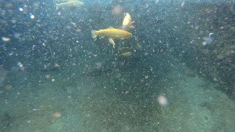 Yellow Trouts Stock Footage 119469703
