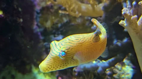 Yellow trunk fish  Stock Footage 277384395