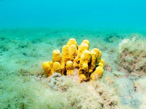 Yellow tube sponge, Aplysina aerophoba, with a light turquoise background Stock Photos