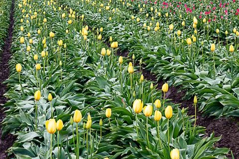Yellow tuips lined up in rows with glowing leaves next to a row of pink tulips Stock-Fotos