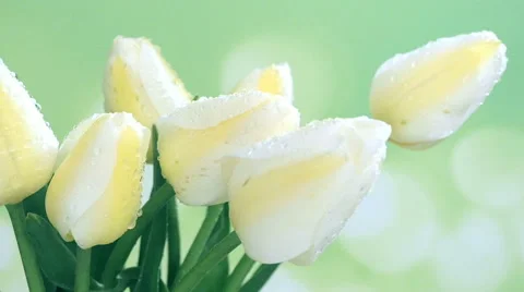 Yellow tulip 3 Stock Footage 49291867