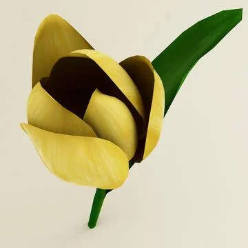 Yellow Tulip 3D Model