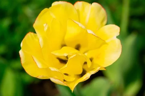 Yellow Tulip background Stock Photos