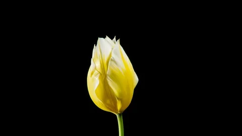 Yellow tulip on black background Stock Footage 107647899