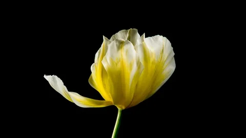 Yellow tulip on black background Stock Footage 107648034