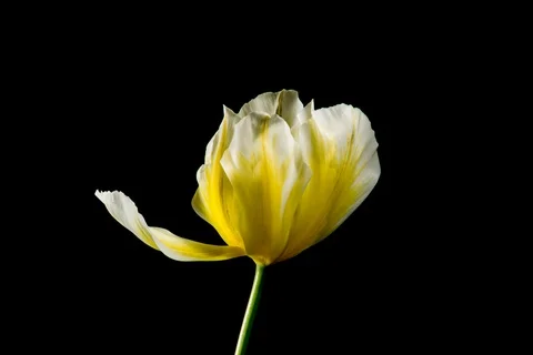 Yellow tulip on black background Stock Footage 107648266