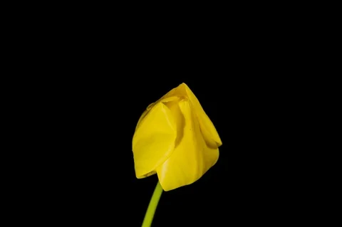 Yellow tulip on black background Stock Footage 107648940
