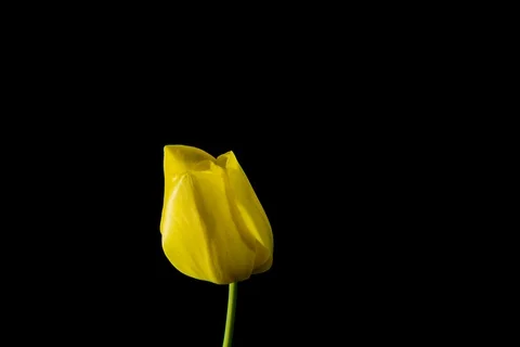 Yellow tulip on black background Video stock 107650490