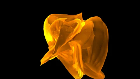 Yellow tulip on black background Video stock 243446953