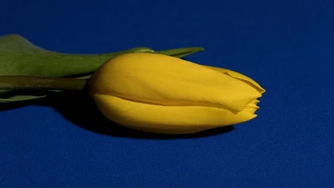 Yellow tulip on blue background Stock Footage 104156257
