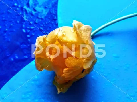 Yellow tulip on the blue background Stock Photos