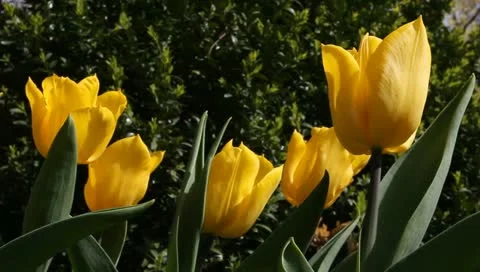 Yellow tulip bunch Stock Footage 11019723