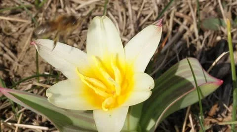 Yellow tulip close-up Stock Footage 22341759