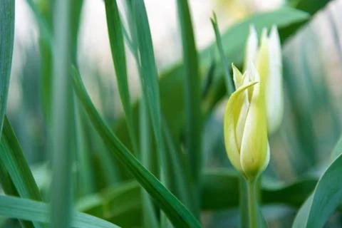 Yellow tulip close up Stock Photos