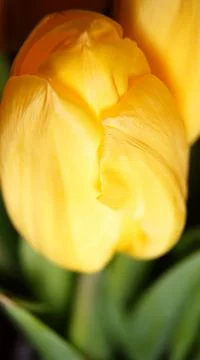 Yellow tulip close up Stock Photos