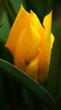 Yellow tulip close up Stock Photos