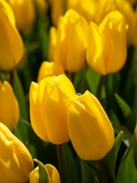 Yellow tulip close-up Stock Photos