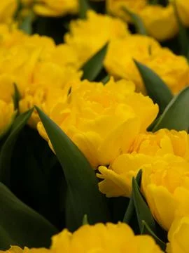 Yellow tulip close-up Stock Photos