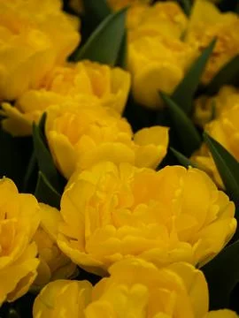 Yellow tulip close-up Stock Photos