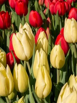Yellow tulip close-up Stock Photos