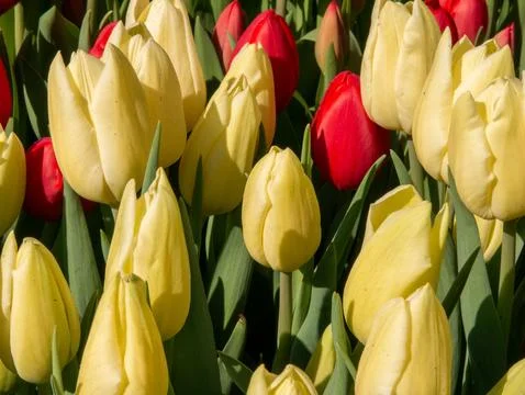 Yellow tulip close-up Stock Photos