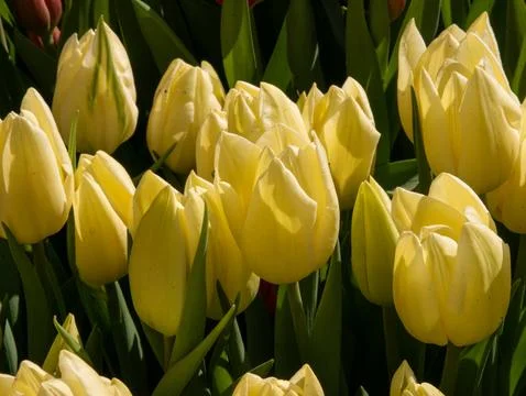 Yellow tulip close-up Stock Photos
