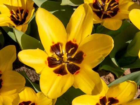 Yellow tulip close-up Stock Photos