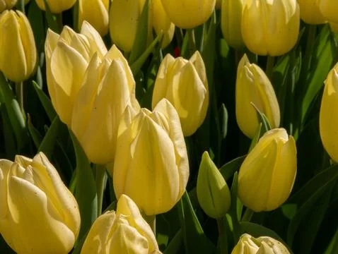 Yellow tulip close-up Stock Photos