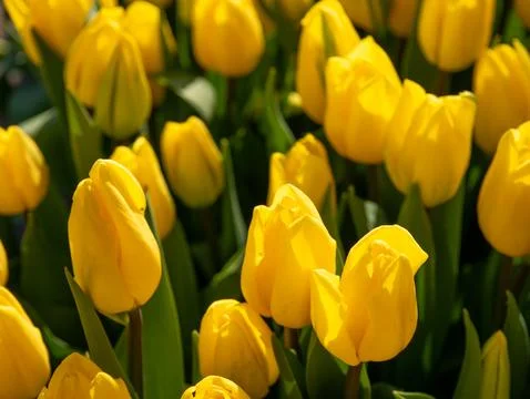 Yellow tulip close-up Stock Photos