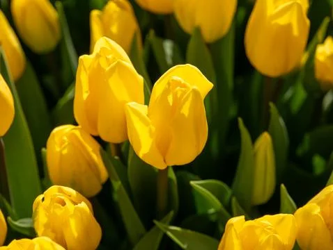 Yellow tulip close-up Stock Photos