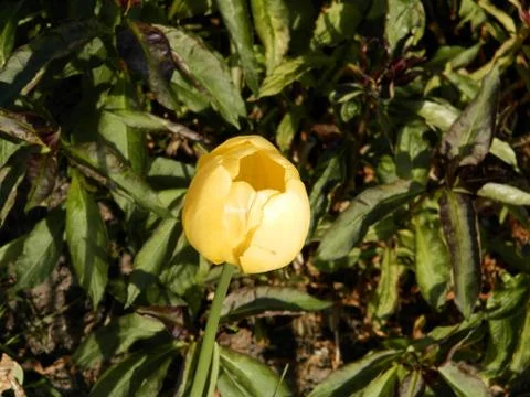 Yellow tulip closeup blooms in spring. Stock Photos