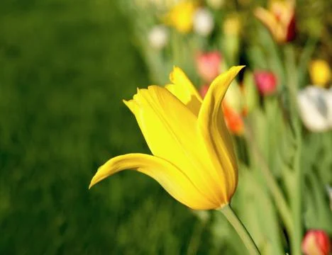 Yellow tulip closeup Stock-Fotos