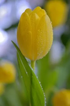 Yellow tulip with dew drops Free Stock Photos