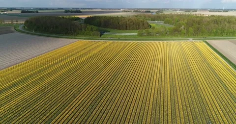 Yellow tulip field 库存影片 149266790