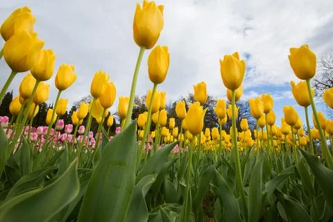 Yellow Tulip Field Under Dramatic Spring Sky 스톡 사진