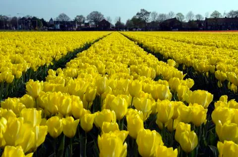 Yellow tulip fields 写真素材