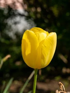 Yellow tulip flower macro spring bloom dark background Stock Photos