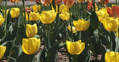 Yellow Tulip Flowers Stock Footage 89375445