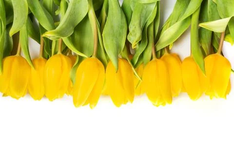 Yellow tulip flowers Stock Photos