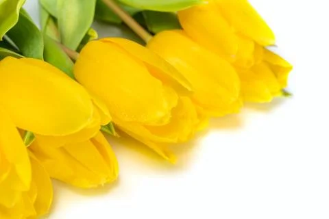 Yellow tulip flowers Stock Photos